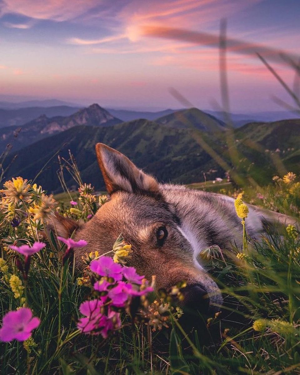 Add a photo of your pet in the comment 🐶❤️ #ThisIsSlovakia 🇸🇰 Photo: wolfdography.sk #slovakia #dog #cuteanimals #sunset #slovensko #wildlife #foryourpage #trending #viral #myview