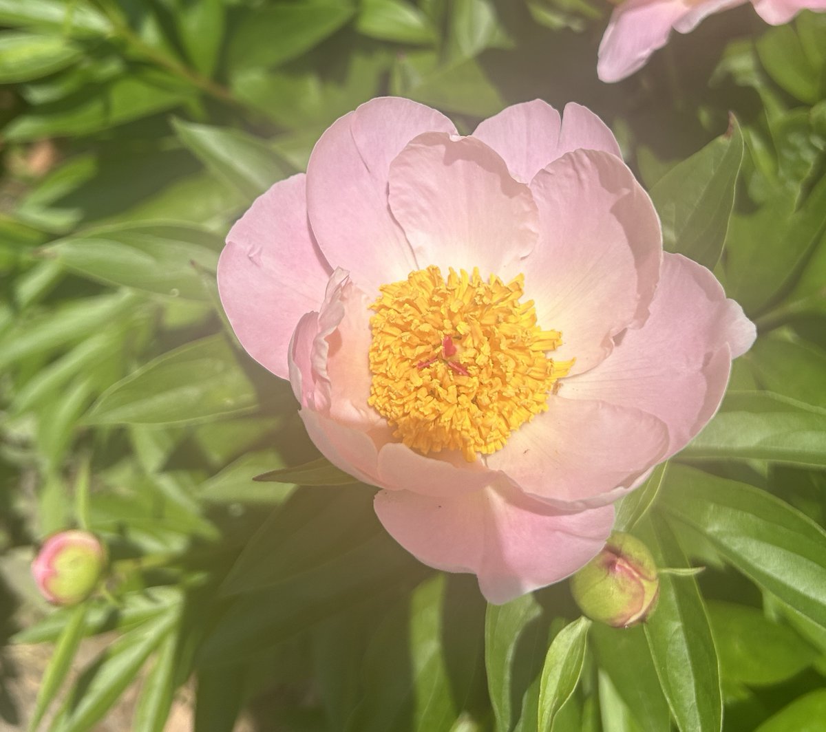 It's peony season at Eldon House! Did you know peonies are the municipal flower of London? #LdnOnt #Peony #LdnMuse