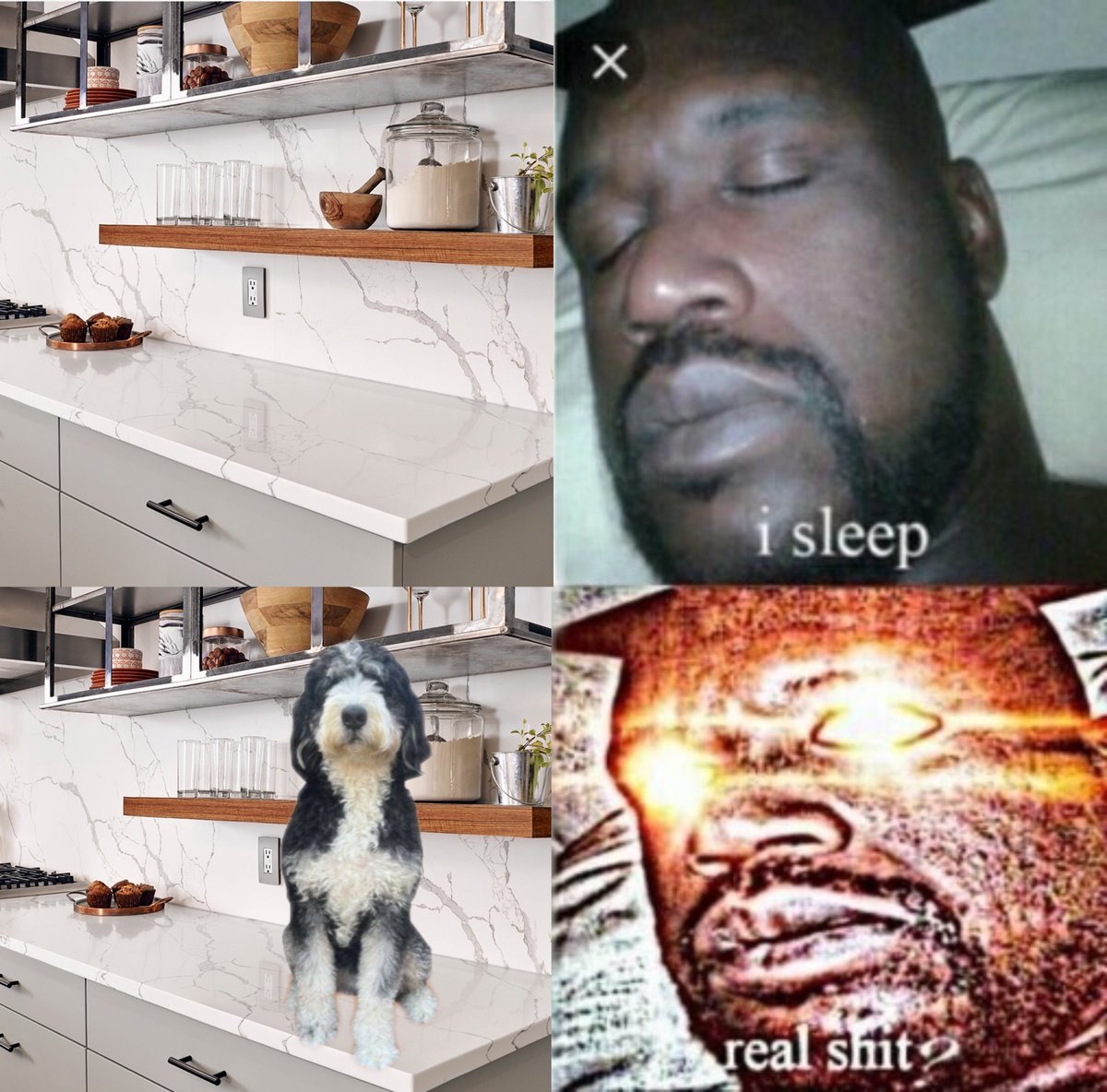 If the dog isn't $onda counter then I don't want to talk