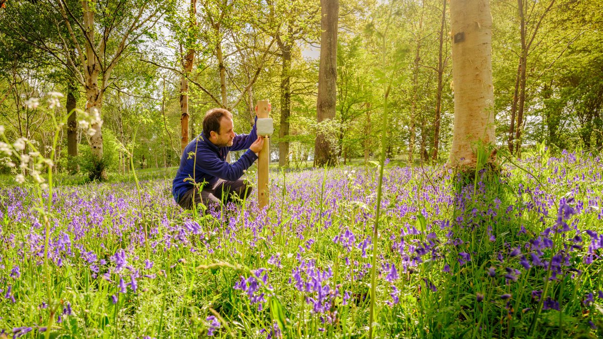 🌷 Vacancy: Nature Unlocked Programme Officer 🌷 Do you have experience in programme coordination, a passion for UK nature conservation, and excellent communication and interpersonal skills? FInd out more and apply by 2 June 👇 careers.kew.org/vacancy/nature…