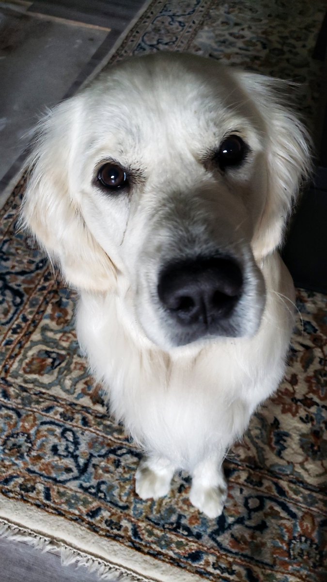 How much more handsome can Obi be? 😁🐾❤🥰🐕🐶❤ #Thursdaythoughts #handsomeboy #goldenretriever #walkinthedoginwhitby #walkinthedog