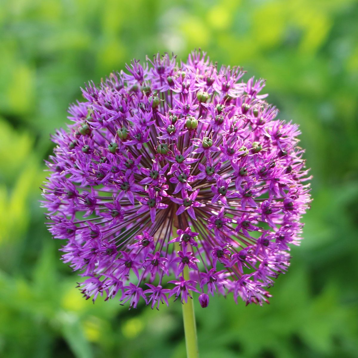 Who doesn't love alliums? They're everywhere at the moment! 💜 #HeverCastle