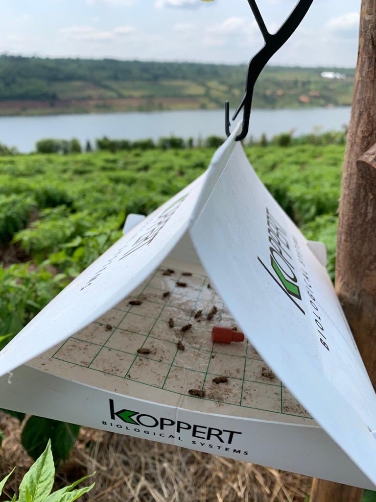With our pest management systems, use the Deltatrap for monitoring and trapping male moths and mealybugs in protected and outdoor crops in combination with a species-specific pheromone.
Register for our next training: forms.gle/eBUgX8iNBGr8EY…
#pestcontrol #agric #agriculture #agro
