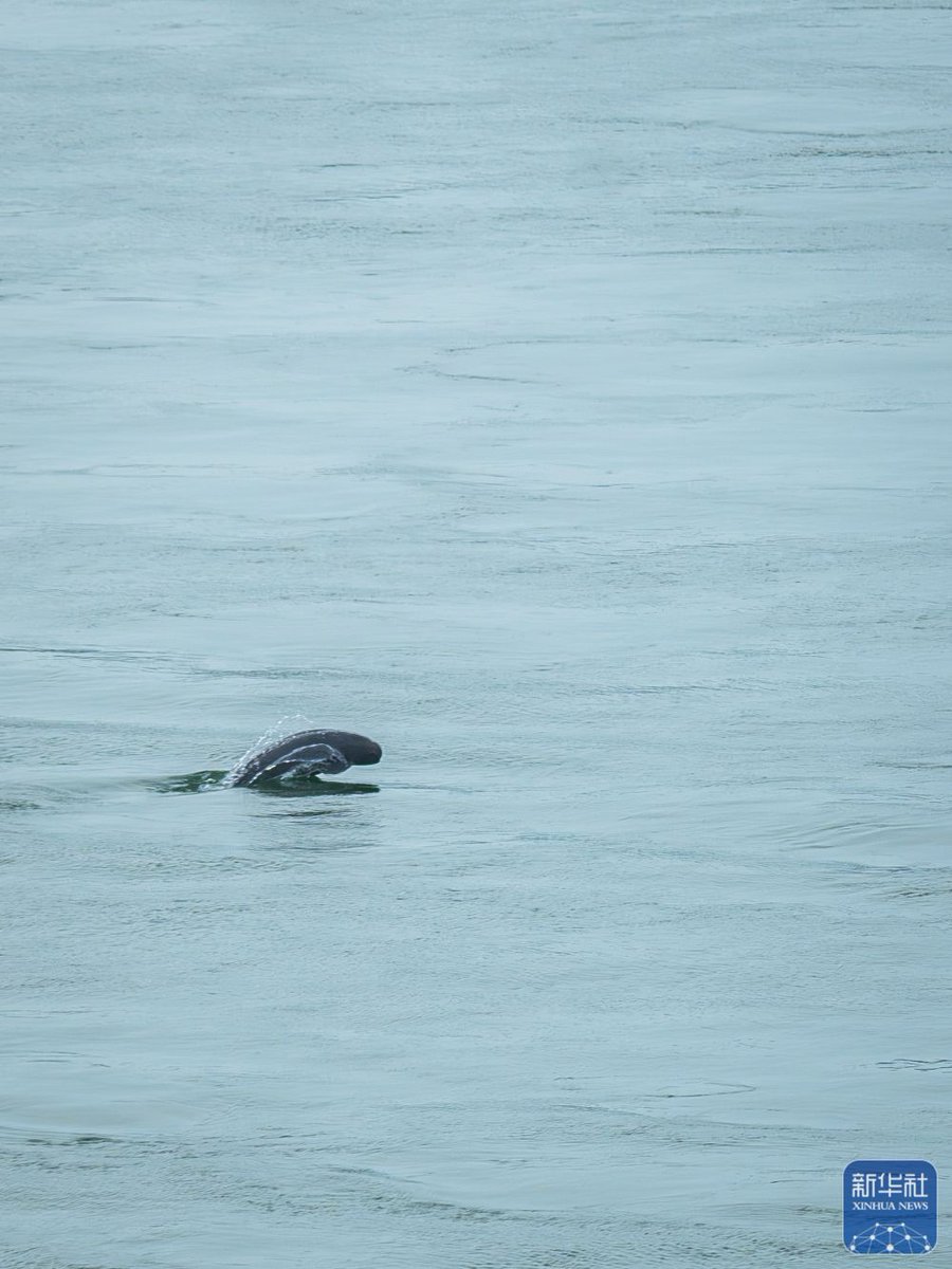 Groups of Yangtze finless porpoises have recently been spotted near the lower reaches of the Gezhouba Dam in Yichang, Yangtze River. Known as the 'smiling angels,' Yangtze finless porpoises are the flagship species for aquatic life protection in the Yangtze River.
#China