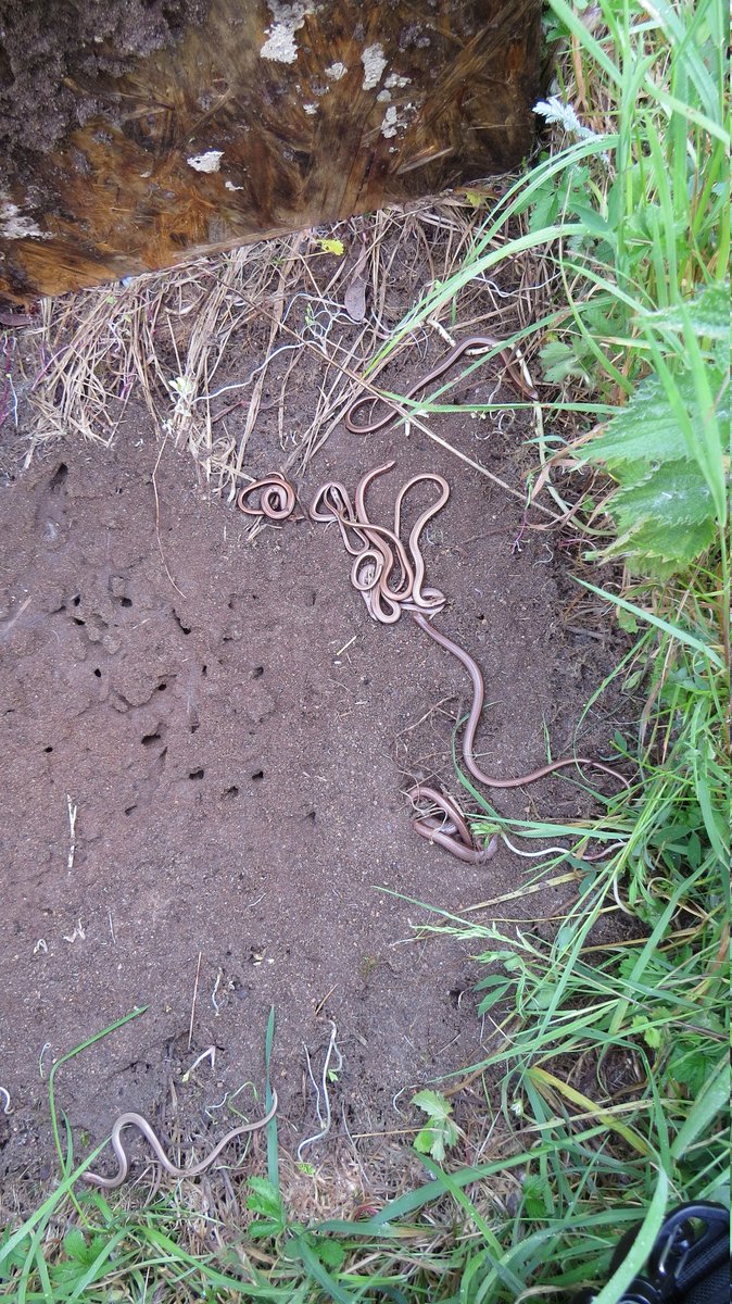The May reptile survey at the <a href="/WiltsWildlife/">Wilts Wildlife Trust</a> Sandpool reserve was completed Tuesday. The place was alive with dragonflies and birdsong - even heard a cuckoo! Common lizards were out in force, and interestingly, the mats revealed lots of juvenile Slow worms!