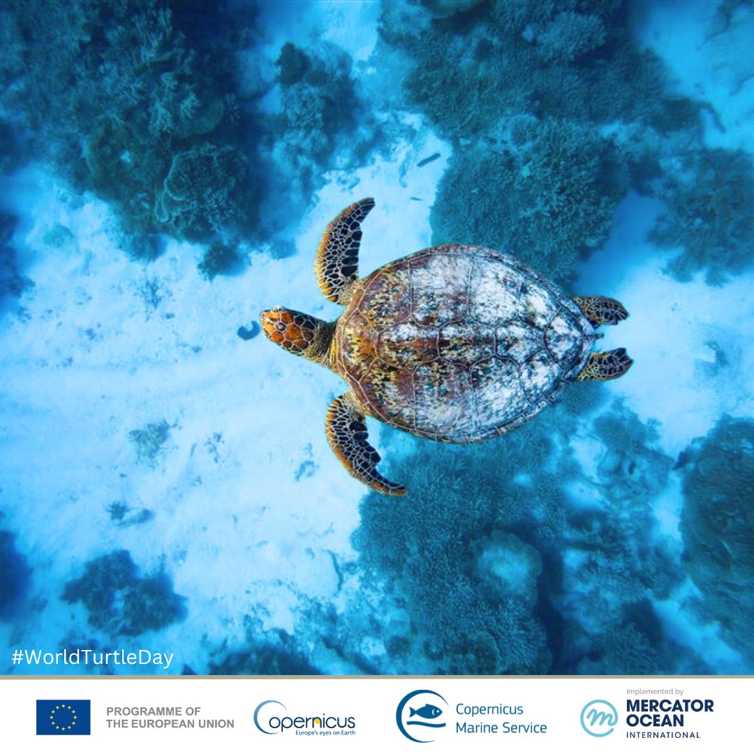 🐢Happy #WorldTurtleDay🐢 DYK ❓ Sea turtles spend most of their lives at sea, yet there is little information on the movements of young turtles By providing data (i.e. water temperature, velocity), #CopernicusMarine helps researchers and fishermen predict sea turtle movements