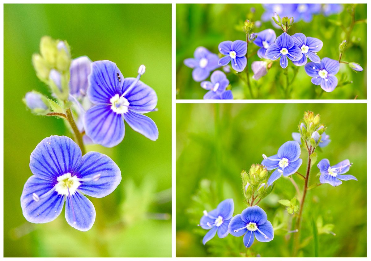 'Around her hat a wreath was twined Of blossoms, blue as southern skies; I asked their name, and she replied: 'We call them Angel's Eyes.'' - from the poem 'Angels' Eyes' by T. S. Jerrold (1872). Such a perfect name for these pretty little #wildflowers. #FolkloreThursday #nature