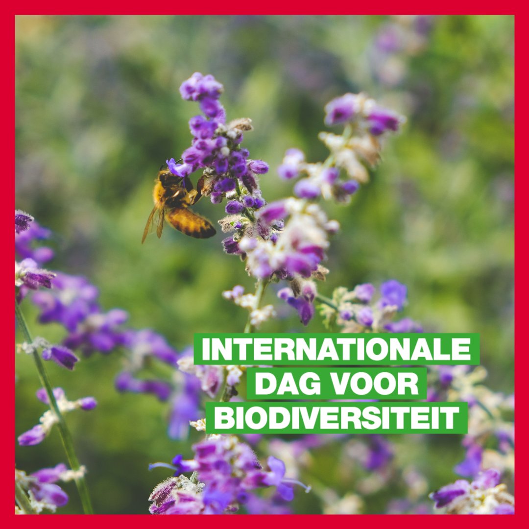 🌍📉 Er is weinig te vieren op de Internationale Dag van de Biodiversiteit (22 mei), Nederland is namelijk kampioen biodiversiteitsverlies (nos.nl/artikel/252149…)😢.

GroenLinks Haarlemmermeer maakt zich sterk voor herstel. Samen kunnen we en onze natuur beschermen. 💪🌱