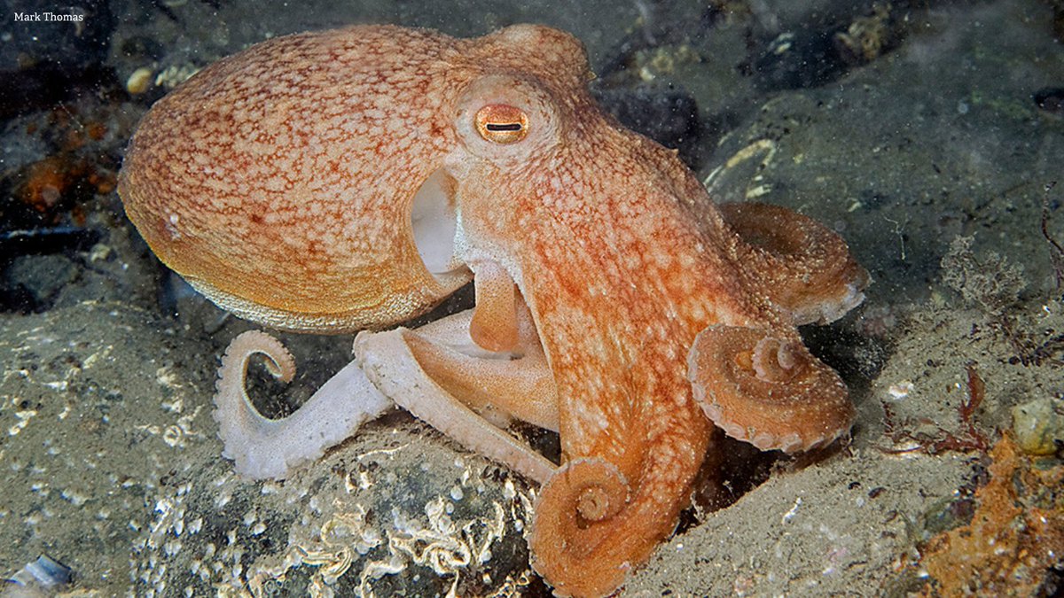 Happy #WorldEnvironmentDay! 🦔🐝 For day 5 of #30DaysWild immerse yourself in the wild world and learn a new wildlife fact. For example, did you know octopuses have three hearts? Share your fact below 👇