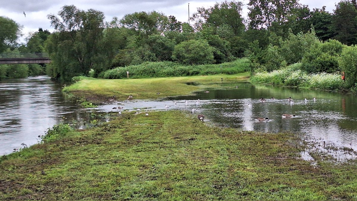 Quick walk around partially flooded KWP (South) this morning.
Bodymoor Heath Water - 60+ House Martin, 20+ Swallow
Hemlingford Water - 20+ Swift, 20+ Swallow,  50+ House Martin, Sand Martin
Swann Pool - Cettis, Garden Wblr
Pine Pool - Reed Wblr
<a href="/MercianBirding/">Mercian Birding</a> @WestMidsBirding