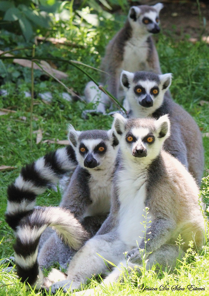 Madagascar🇲🇬