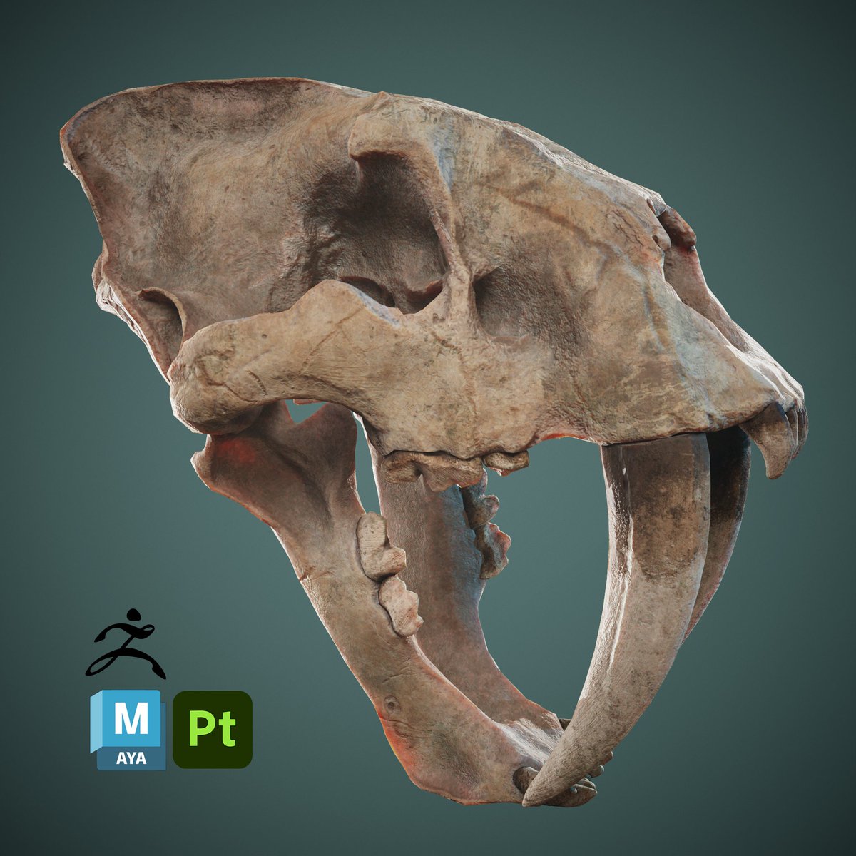 Smilodon Skull via <a href="/artstationhq/">ArtStation.com</a> artstation.com/artwork/Xg5a0a
