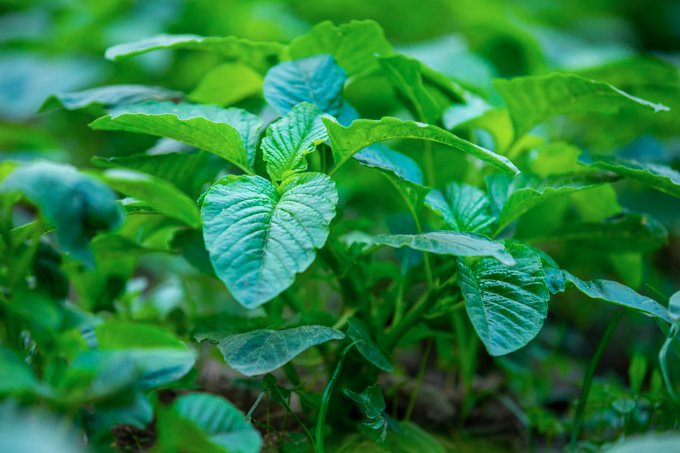 Good news! On June 12, 2024, 500 bunches will be harvested by a farmer located in Ngororero Sector, @NgororeroDistr. Place your pre-order now by visiting ehaho.rw/pre-order/2024… or call us at +250786506040.