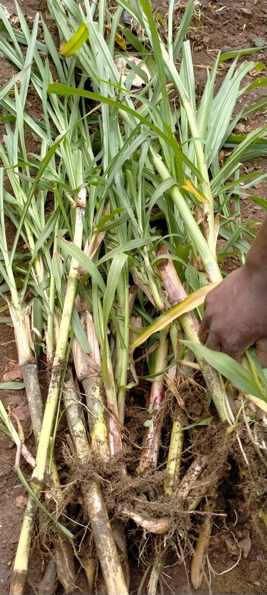 UkulimaModern's tweet image. Super napier grass.

Tupande fodder.
#Fodder