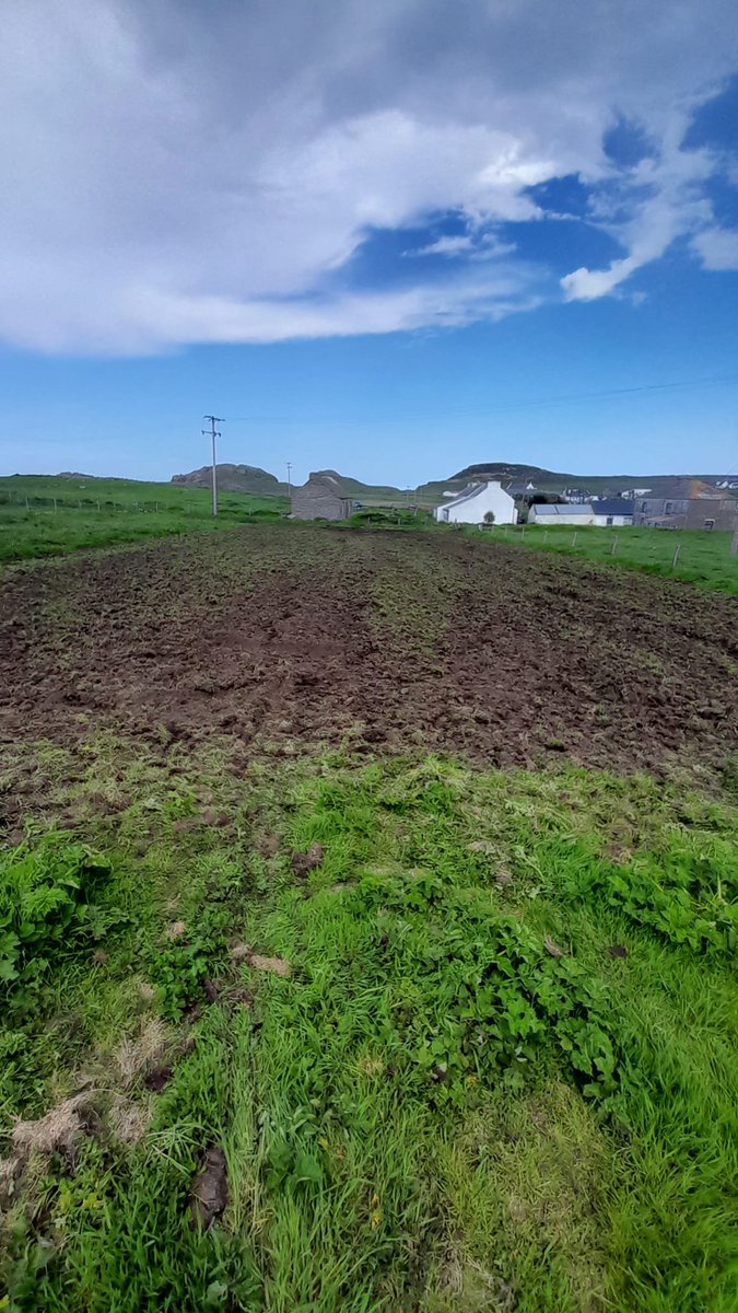 Putting the CORN back into corncrake. It's a long time since crops were planted at any scale on Toraigh. We liaised with the local community about the traditionally planted fields and are bringing them back to LIFE! Now it's happening thanks to @LIFEprogramme