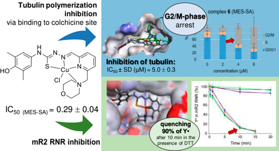 Check out our new paper in J. Med. Chem. on Cu(II) complexes of thiosemicarbazones with  methylmorpholine substituent, inhibiting both ribonucleotide reductase and tubulin  polymerization. A joint work with the groups of V.B. Arion and G. Szakács.
pubs.acs.org/doi/10.1021/ac…