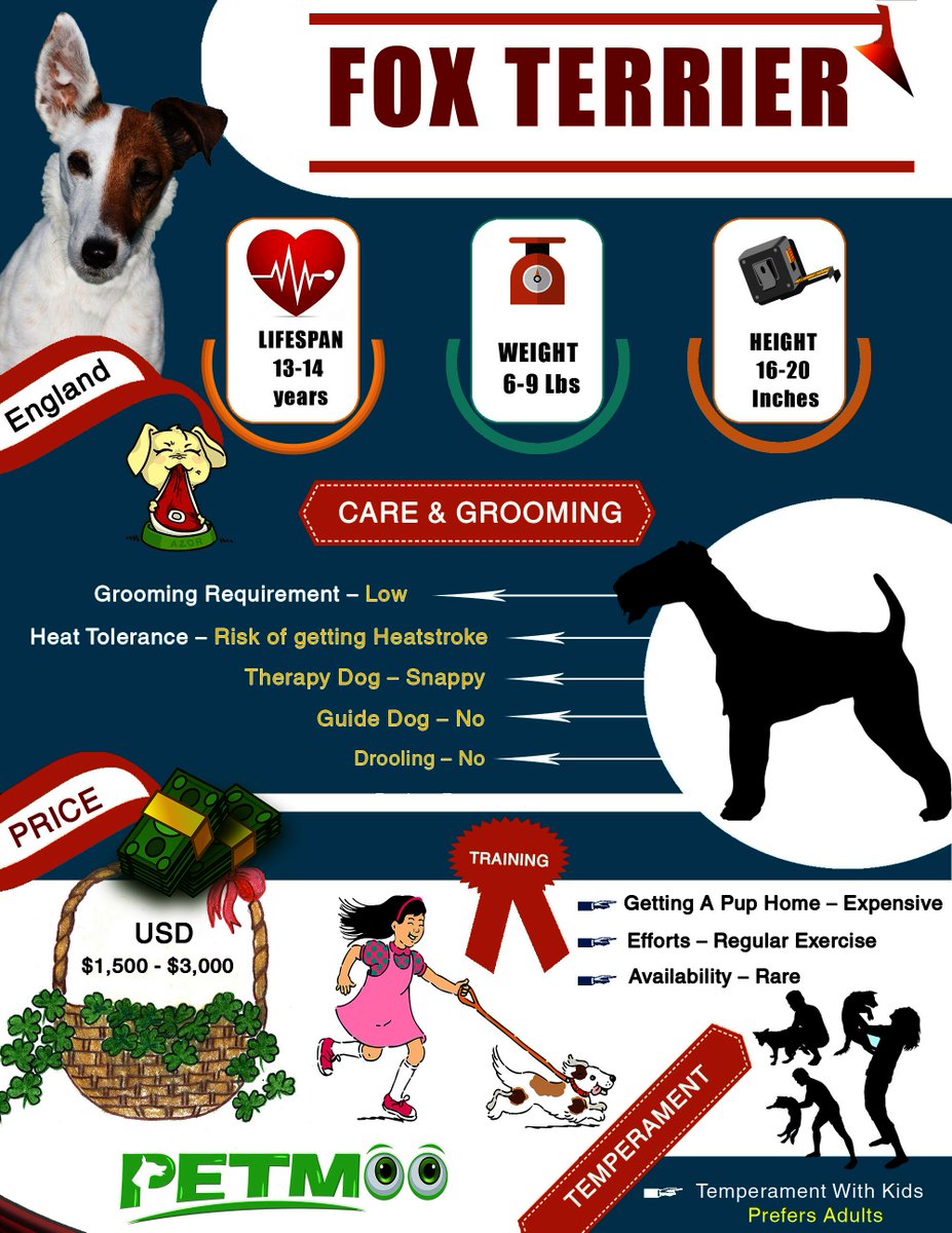 Fox Terrier
#petmoo #pets #dogs #dogbreeds #doginfographics #foxterrier #foxterrierinfographic