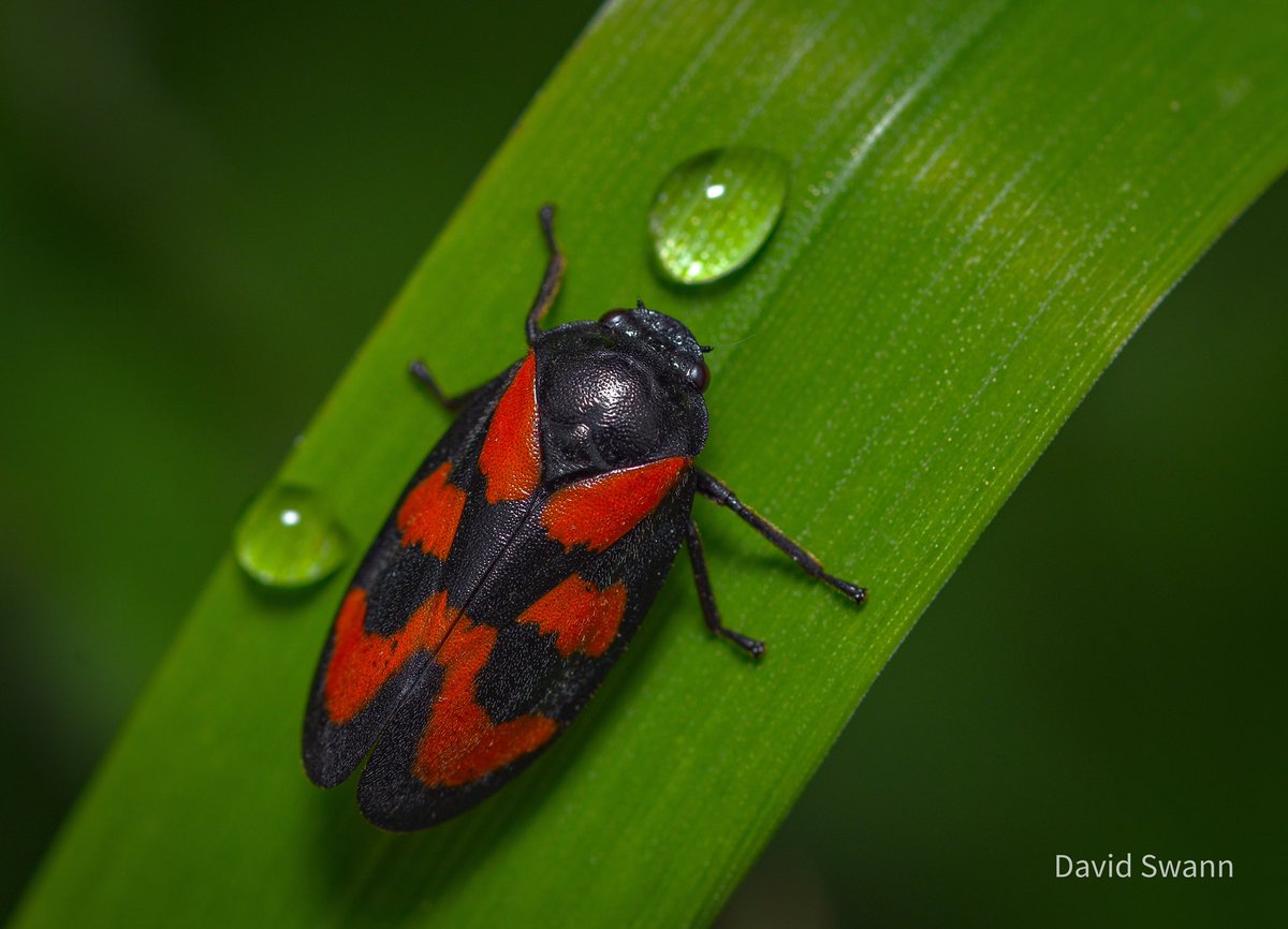 Red-and-Black Froghopper. @Natures_Voice @NorthYorkMoors @YorksWildlife @WoodlandTrust @MacroHour @Buzz_dont_tweet
