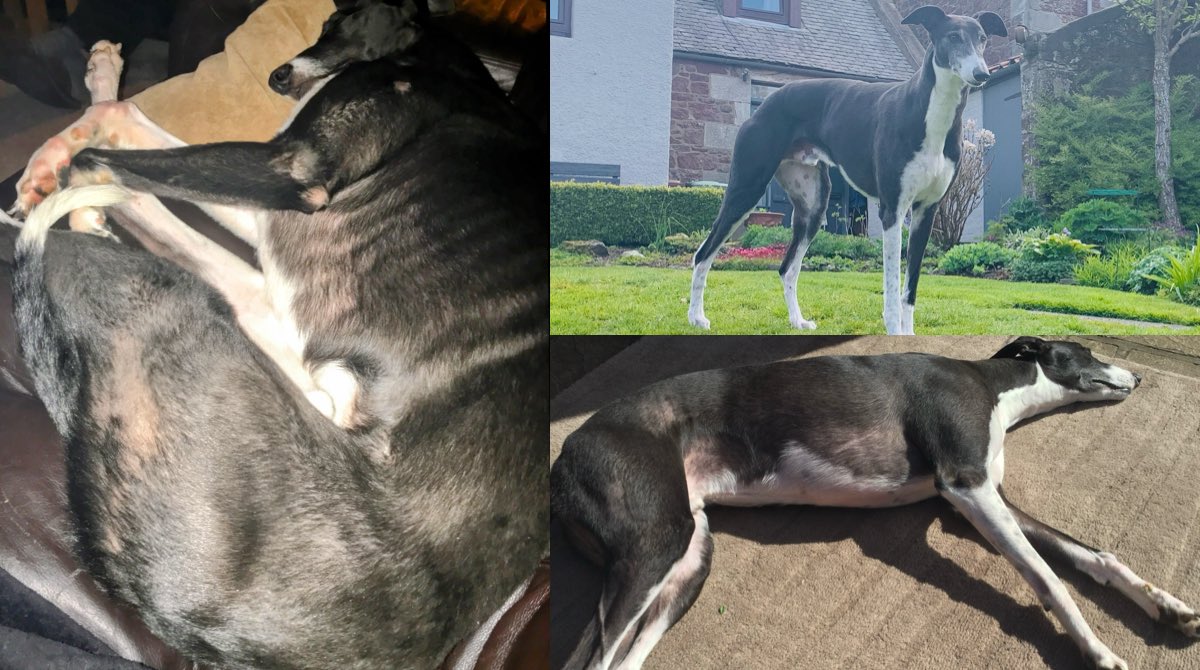 Our beloved, gentle boy rescued from Newcastle track where many Scotland based dogs race. Emaciated, covered in scars & with a mouthful of rotten teeth. Terrified. He was ‘retired’ injured at TWO years old. We’re not going away. #BanIt @fincarson @EmmaRoddickSNP @ArianeBurgessHI