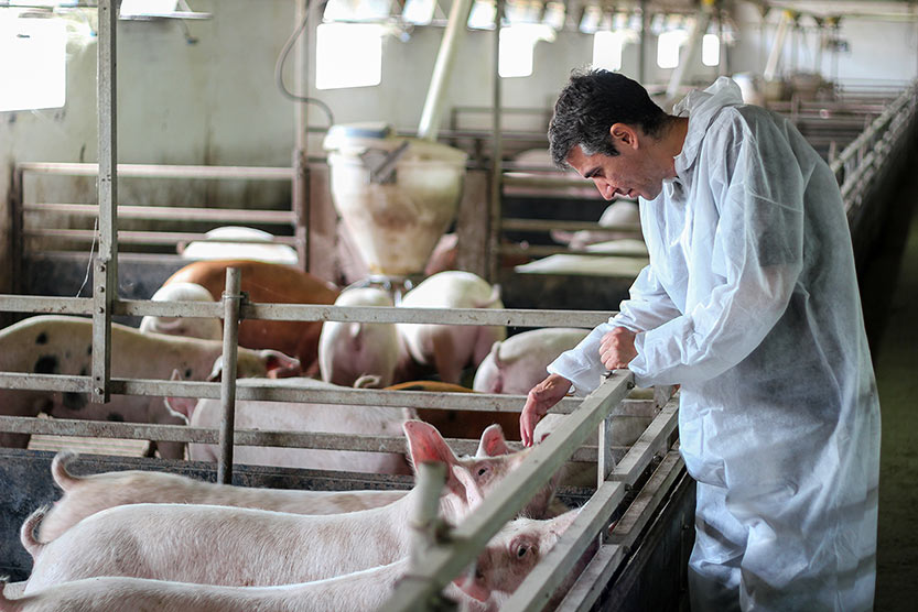 BIOTEGANIA's tweet photo. 🔬🐷🐓El proyecto #BIOTEGANIA nace para dar respuesta a los desafíos y limitaciones del #sector #agroalimentario a través de nuevas #tecnologías 
▶️https://t.co/NHK8ny0DV0
Financiado por @AgEInves @CDTI_innovacion
🧪#biotecnología #seguridadalimentaria https://t.co/hhprztkZRB