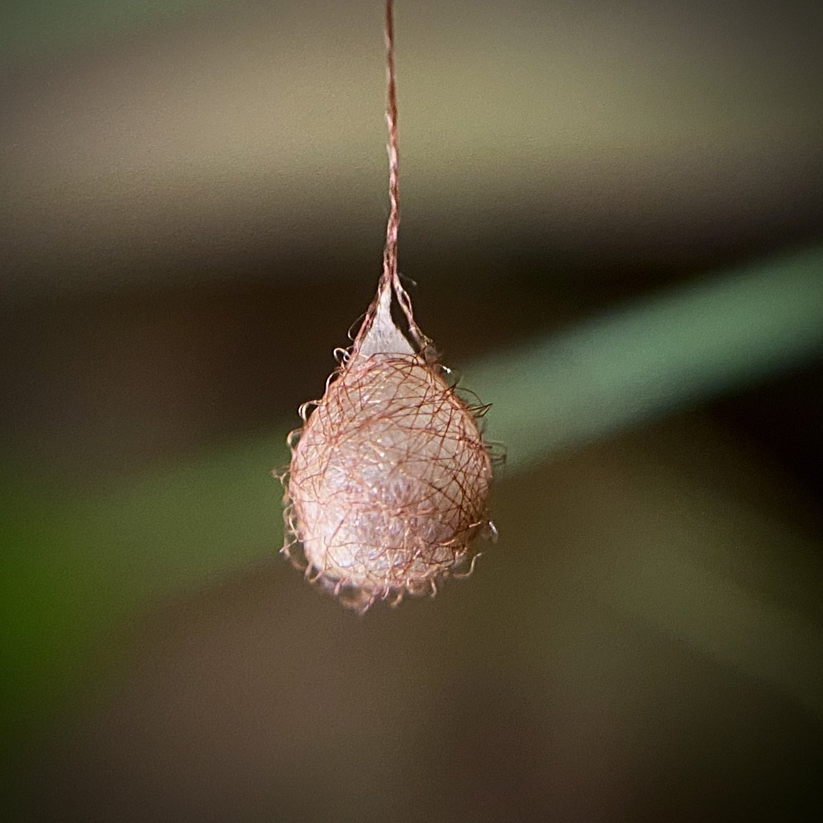 bernoid's tweet photo. Plenty of Pirate Spider egg sacs in my garden of late. Which is marvellous! #piratespider #eggsac #eggs #Ero @Tone_Killick https://t.co/rcAWRtUpeB
