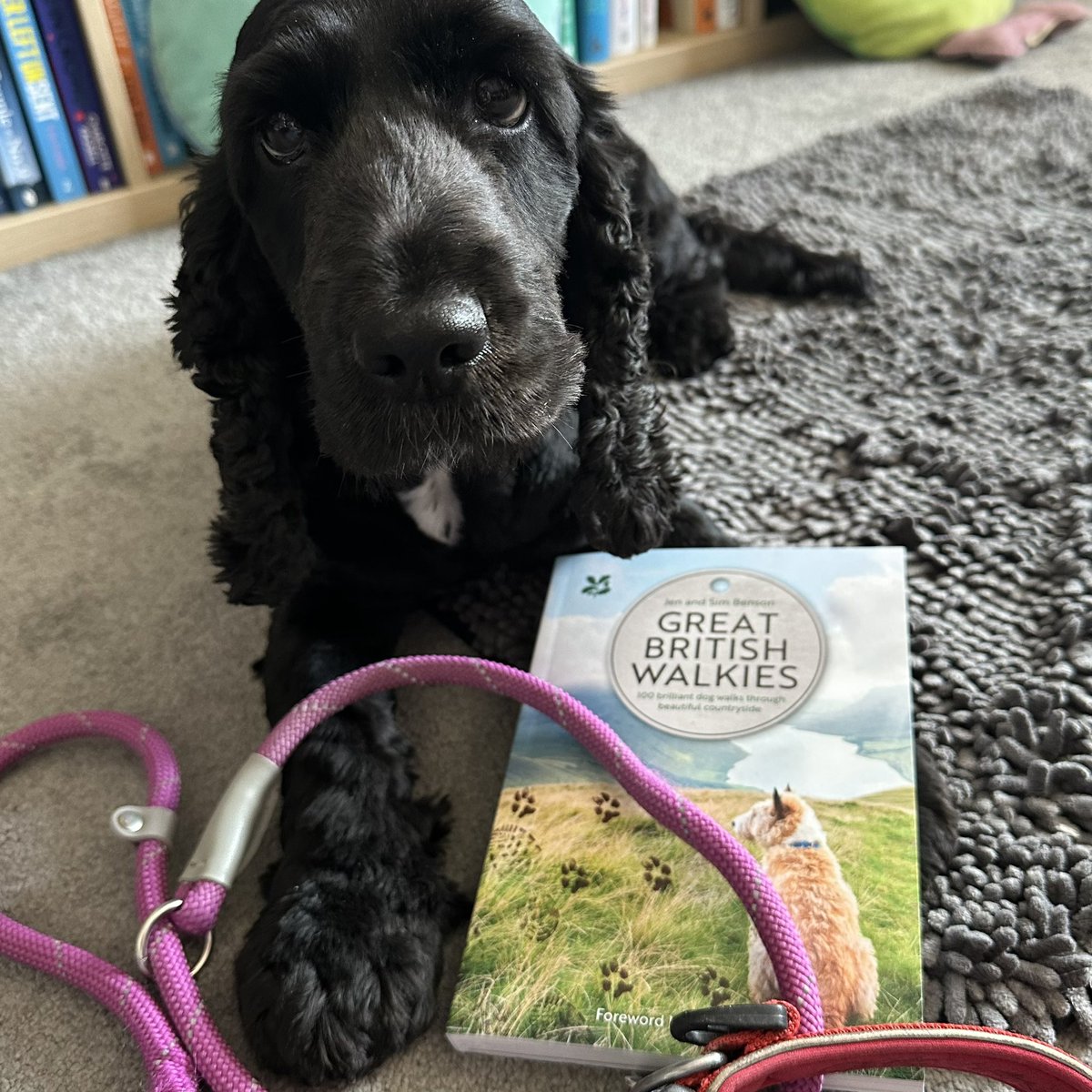 📚 #PublicationDay 📚 Today sees the release of #GreatBritishWalkies by @Collins_Ref @NTBooks & @Forthglade This great book details all the best dog friendly walks all across the UK, Willow and I can’t wait to go out and explore!🐾🐕‍🦺🐶 #BookTwitter #Bookblogger @RachelMayQuin