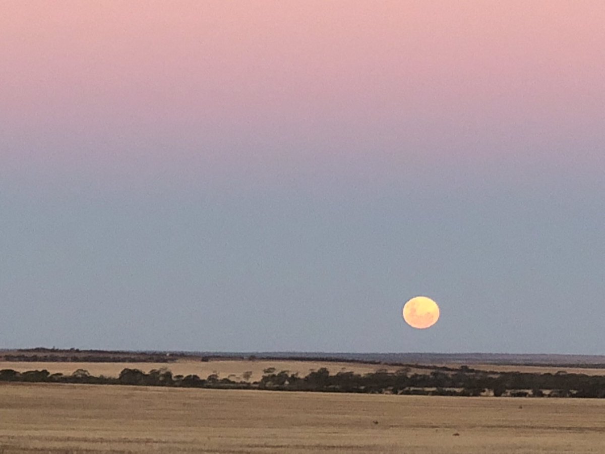 The profitability and sustainability of the Northern Ag region is heavily dependent on the natural environment and its’ systems. Desperate for a big rain here at the moment to kick start the 2024 season #sustainableagriculture #naturalheritagetrust #climate #Australianagriculture