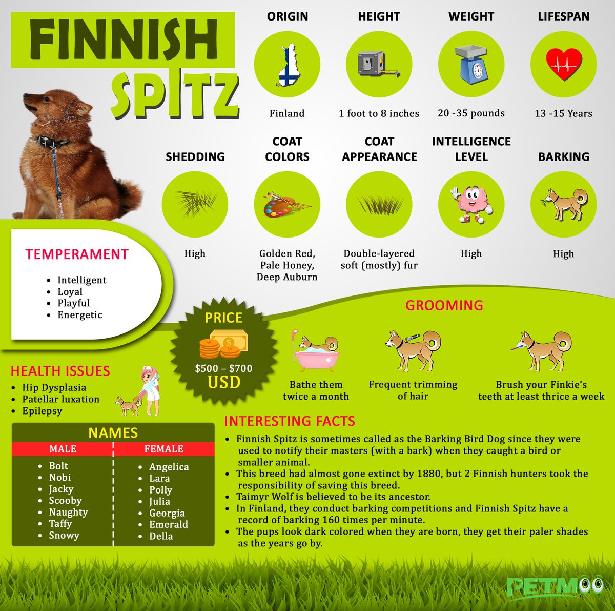 Finnish Spitz
#petmoo #pets #odgs #dogbreeds #doginfographic #finnishspitz #finnishspitzinfographic