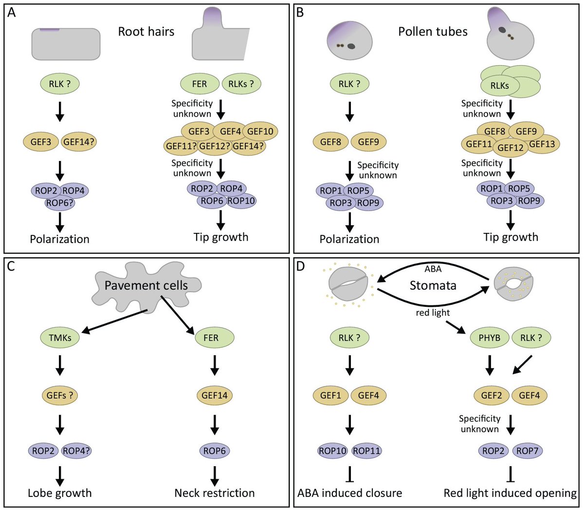 Rho of Plants (ROPs) are essential molecular switches involved in diverse signalling pathways. This review by @PhDenninger @TU_Muenchen examines how ROP interaction with different proteins regulates distinct processes during plant growth. #CellBiology doi.org/10.1093/jxb/er… NH