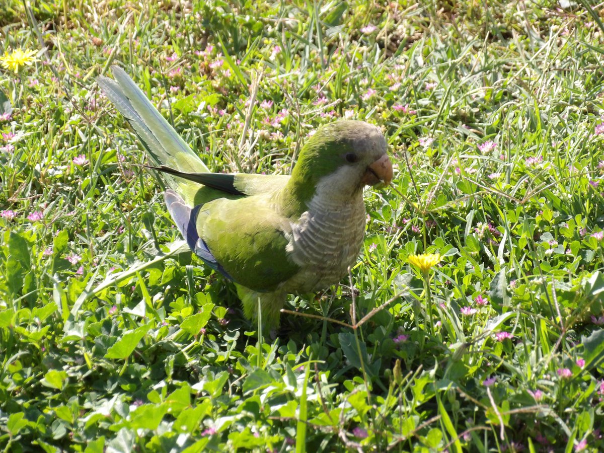 Esemplare di parrocchetto monaco (monk parakeet) (Myiopsitta monachus) che vive a Cagliari