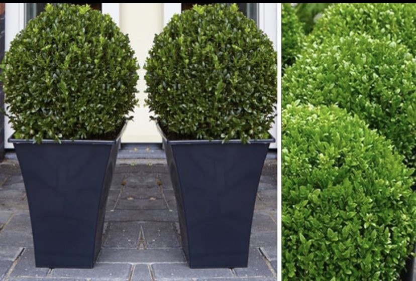 These topiary plants would look lovely lining a driveway or outside a door! 

Increase your kerb appeal for a fraction of the amount you’d expect ☺️

Check him out here ➡️ awin1.com/cread.php?awin…