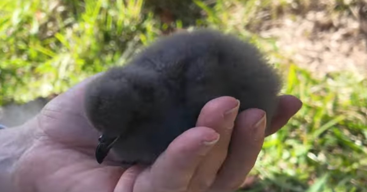 21:10 5/22 Here's a close-up of the Cahow chick a little before it fledged last night (1st screenshot). This chick seems to come from the nest R819, so the first nest in which Jeremy found a hatched chick this season. Here's what the chick looked like on 2/23 (2nd screenshot).