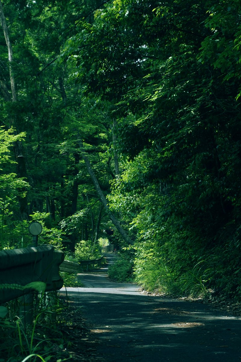 gracile_jp's tweet image. 