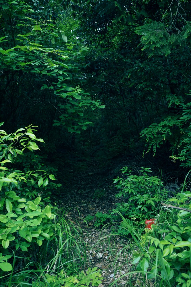 gracile_jp's tweet image. 