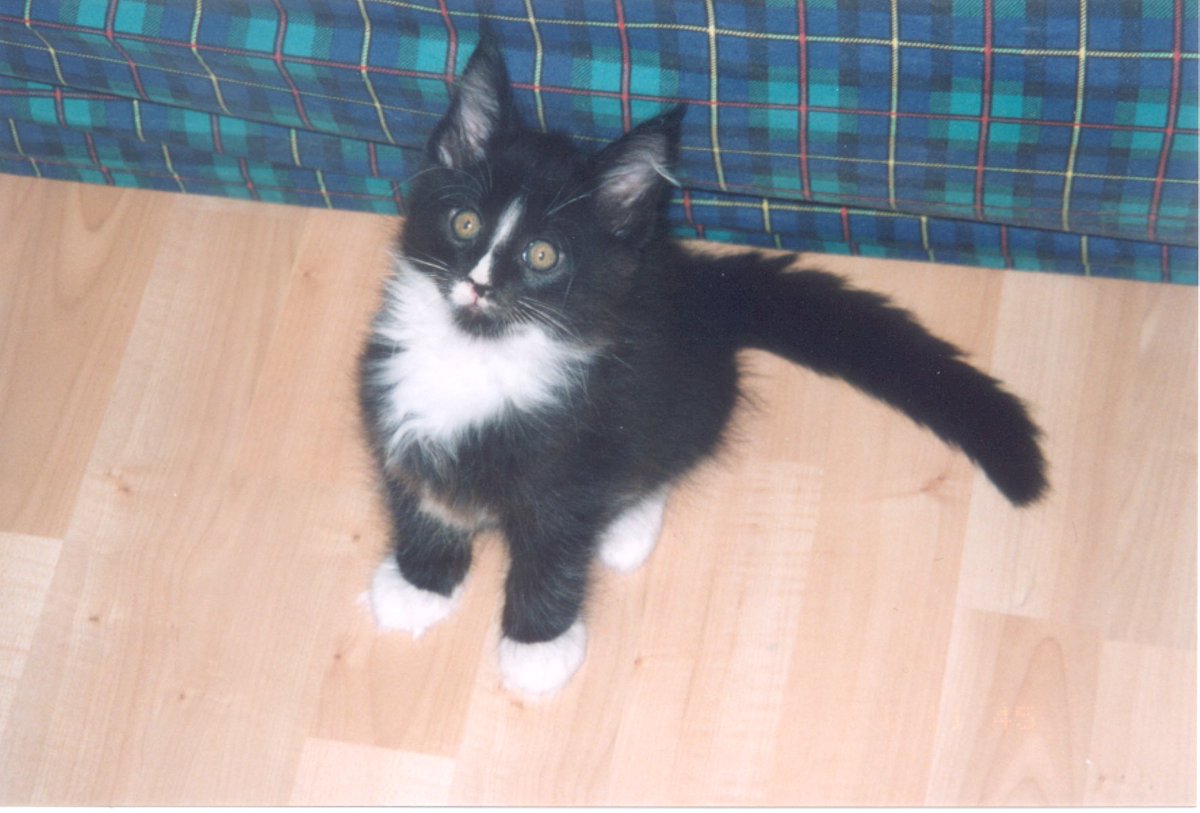 Good morning, friends! There's no rain this morning, but it's promised for the afternoon, with some big storms on the top! My #ThrowbackThursday goes today to my Daddy Uddy, called 'ugly kitten' by his breeder when he was tiny! How unfair, wasn't it?! #CatsOnTwitter #CatsOnX ❤️❤️