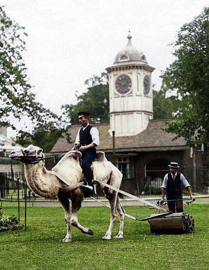 A bactrian camel earns its keep mowing the grass at London Zoo in 1900. #camel #londonzoo #1900s