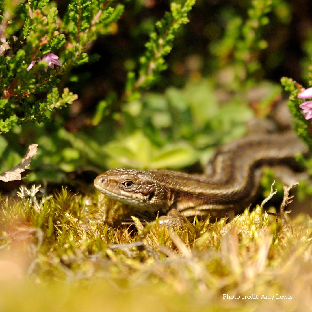 There are 12 species of non-marine reptiles and amphibians (herpetofauna) native to Britain, 9 of which occur in Powys. If you know of a site that supports an important population of herpetofauna which may qualify as a Local Wildlife Site, please contact fiona@rwtwales.org.