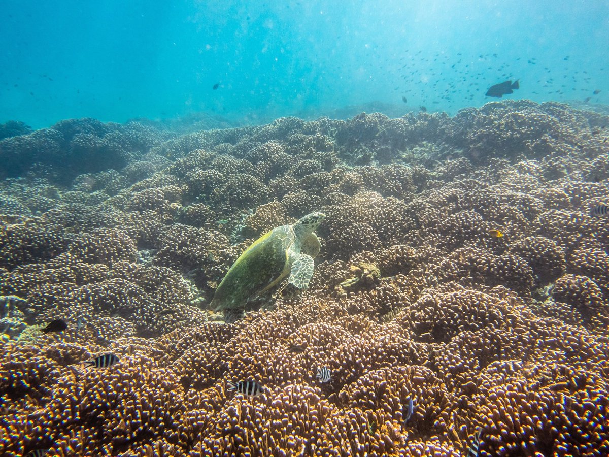 ⛴ 🌏 Marine Science 🐠 🐟 (@marine_science) on Twitter photo The #TurtleTeam found that mesophotic ecosystems are a key habitat for critically endangered species, with strong evidence that a population of adult hawksbill turtles almost exclusively forage at these depths on remote submerged banks #WorldTurtleDay <a href="/EstebanNicole/">Nicole Esteban</a>
📷@cbenkwitt The #TurtleTeam found that mesophotic ecosystems are a key habitat for critically endangered species, with strong evidence that a population of adult hawksbill turtles almost exclusively forage at these depths on remote submerged banks #WorldTurtleDay <a href="/EstebanNicole/">Nicole Esteban</a>
📷@cbenkwitt