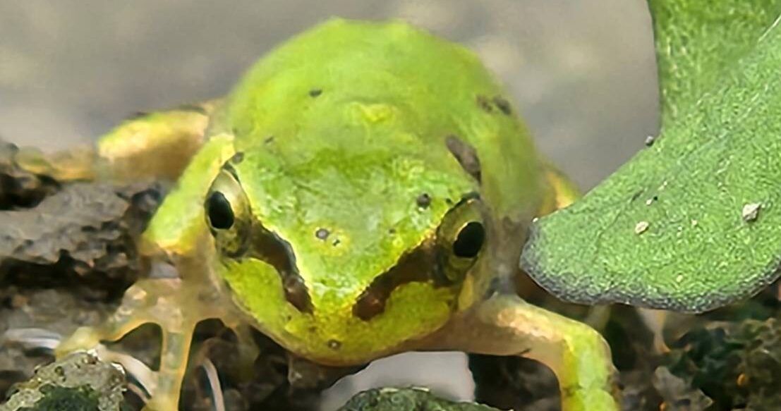 【参加者募集中🐸】
田んぼの生きもの調査をしよう!お米作りと生きものとの関係性を一緒に学んでみませんか🐟
◆日時:6/30(日)10時～12時
◆場所:サンパーク奥富前の田んぼ
◆定員:大人と子どものペア15組
◆費用:2,000円
#狭山市 #奥富
HP▲city.sayama.saitama.jp/shisei/shisets…

申込み▲logoform.jp/form/6LWm/5805…