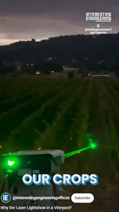 Vineyard owners have stepped up their game when it comes to scaring birds. Deploying a moving laser among their vines, they hope to shoo away grape-thieves. Watch more via @IntEngineering youtube.com/shorts/iC_smnR…