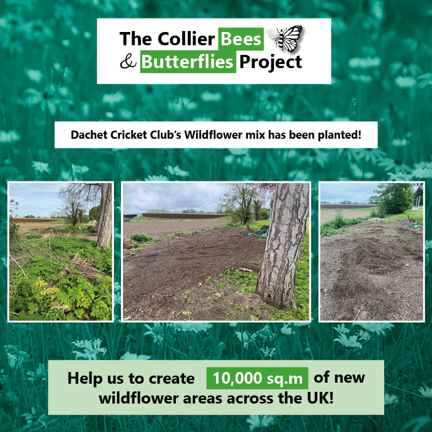 Datchet Cricket Club have been busy sowing their Bees and Butterflies Wildflower mix😁
<a href="/datchetcc/">Datchet Cricket Club</a>