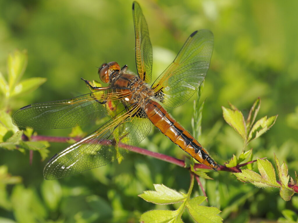 New site record for Saltwells NNR, Dudley. Scarce Chaser (Libellula fulva) spotted by local wildlife photographer Chris Morris on Monday 20th May. Amazing record 😁👍. @DudleyNature @EcoRecording @BDSdragonflies