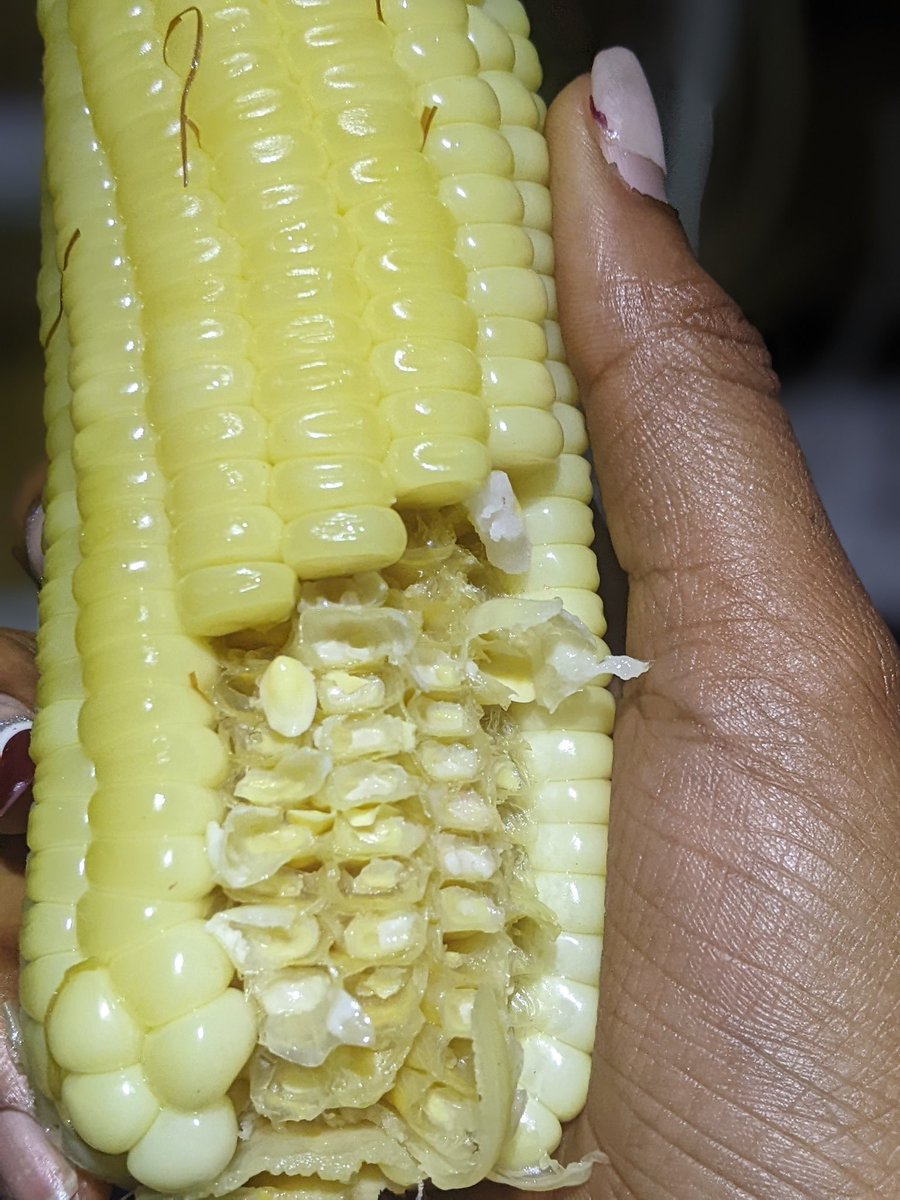 Maize production! ✅ Globally, #maize is known as queen of cereals because of its highest genetic yield potential. ✅ Maize is the only food cereal crop that can be grown in diverse seasons, ecologies and uses.