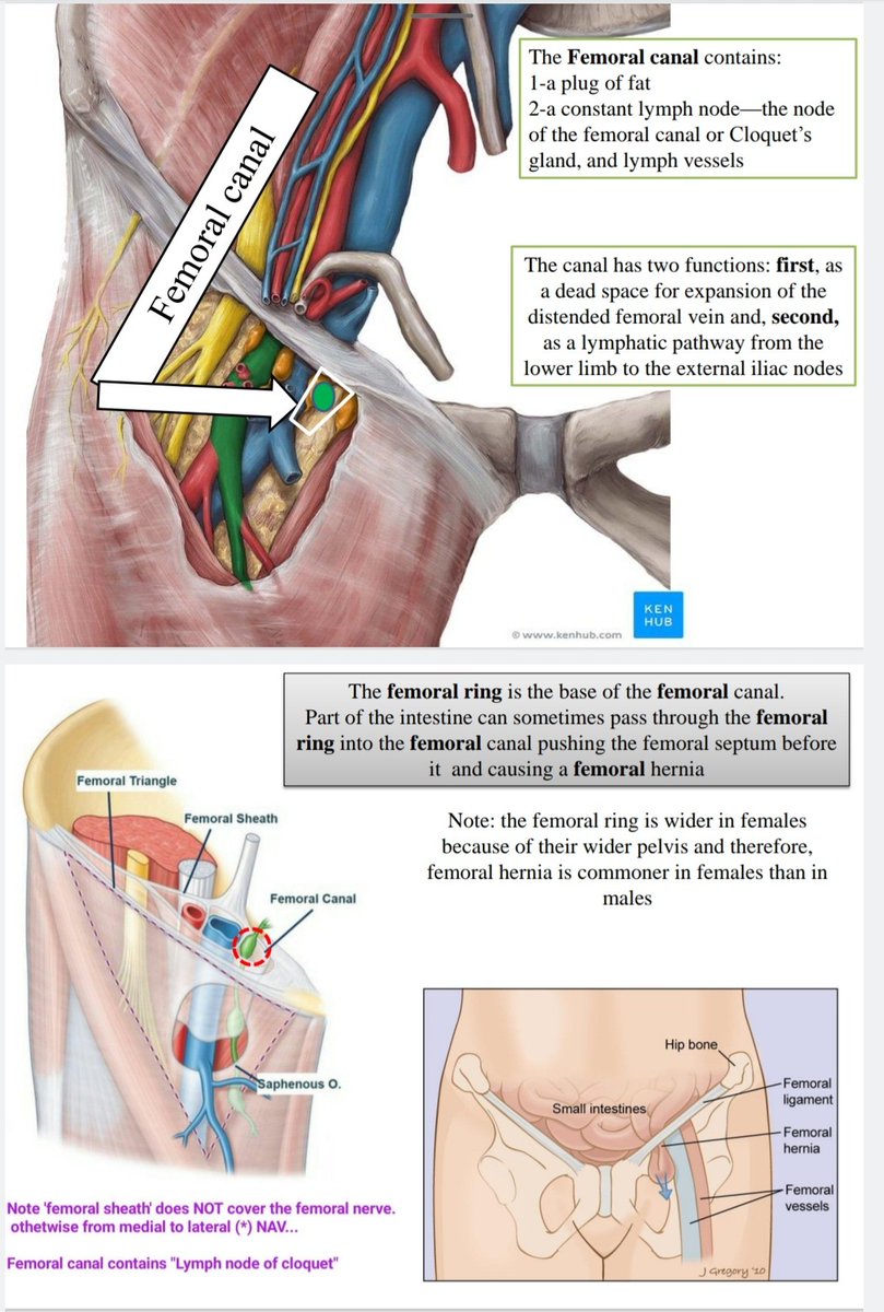 FEMORAL Triangle vs Sheath vs Canal vs Ring: Contents of FEMORAL TRIANGLE (except femoral n),enclosed in a fascia called FEMORAL SHEATH. Each structure in femoral sheath enclosed in its own compartment &the most medial is FEMORAL CANAL. Proximal opening of canal: FEMORAL RING