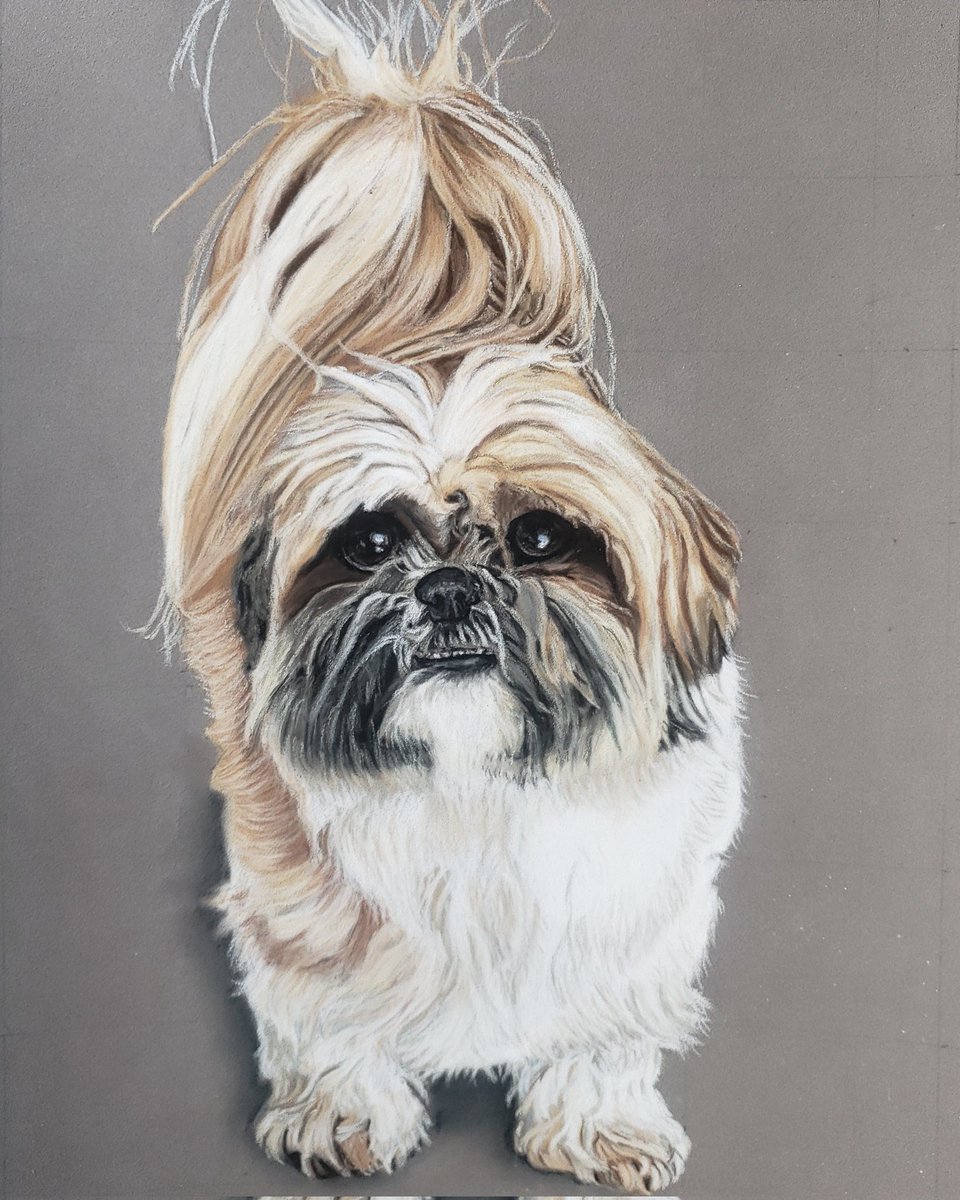drawchris72's tweet photo. J'ai terminé Réglisse au pastel sec. 
#portrait #pastelsec #dessinateuramateur #chien #portraitanimalier https://t.co/ql1vRkmHiP