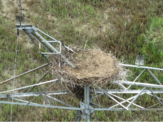 #birds #EAAFP #Lifeline of #MigratoryBirds

To intensify #wetland protection, old #power towers can be appropriately utilized to as breeding sites for Oriental white storks | @CBCGDF_China  training on the #Lifeline of Migratory Birds.
#BCON
cbcgdf.blogspot.com/2024/05/to-int…
