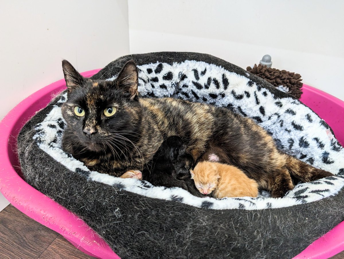GrovehillAT's tweet photo. Lexi was found as a stray heavily pregnant &amp; was brought into us. Lexi gave birth to 4 adorable kittens and is safe in our mother &amp; baby unit. Luckily for Lexi, we were there to help, and both she and her babies are safe with us. Sadly this is not the case for so many preg cats. https://t.co/rH6sFVEysP