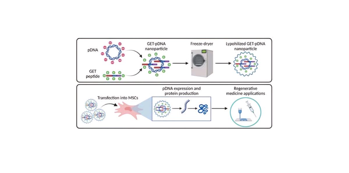 'Development of an 'off-the-shelf' gene therapeutic nanoparticle formulation for incorporation into biomaterials for regenerative medicine applications' was just published in eCells and Materials! Well done to all! 
Read it here: ecmjournal.org/papers/vol047/…
