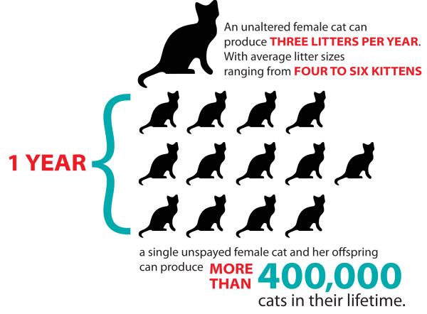 GrovehillAT's tweet photo. This is a situation that is so easily avoidable. Please, spay &amp; neuter your cats. It's a simple, safe, and quick procedure, and helps stop so many unwanted kittens. It also has many health benefits for your cat. Speak to your vet today! https://t.co/GkZolS5rFQ