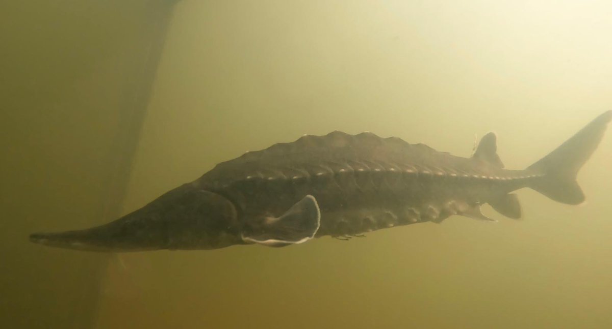 Umea Telemetry Group tweet media